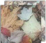 12" x 12" Paper - Leaves Are Falling
