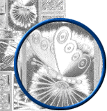 Dufex Motif Elements