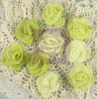 Prima Champagne Roses - Lime