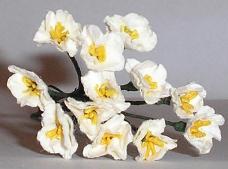 Mini Stock - White/Cream