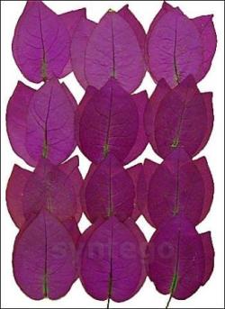 Pressed Flowers - Bougainvillea (0511)