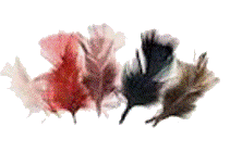 Feathers - 14g All Purpose Assorted Natural