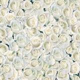 HOTP Paper - White Roses (20064)