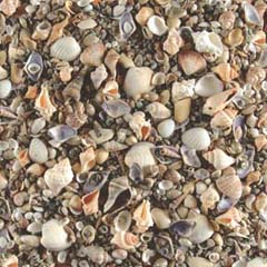 Hot Off The Press Papers - Sea Shells 20247