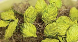 Prima Light Green Mulberry Rose Leaves