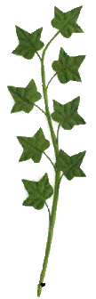 Ivy Handmade From Mulberry Paper 2 per pack  (BN089)