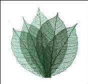 Skeleton Rubber Leaf - Dark Green 25 Pcs (1749) 