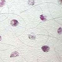 Handmade Floral  Paper (BN8053)