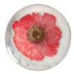 Small Pebbles - Pink Sneezewort