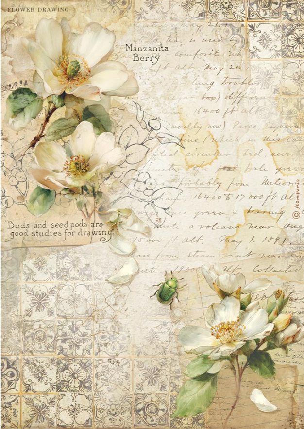 Stamperia All Around A4 Rice Paper Camellia (DFSA41120) 