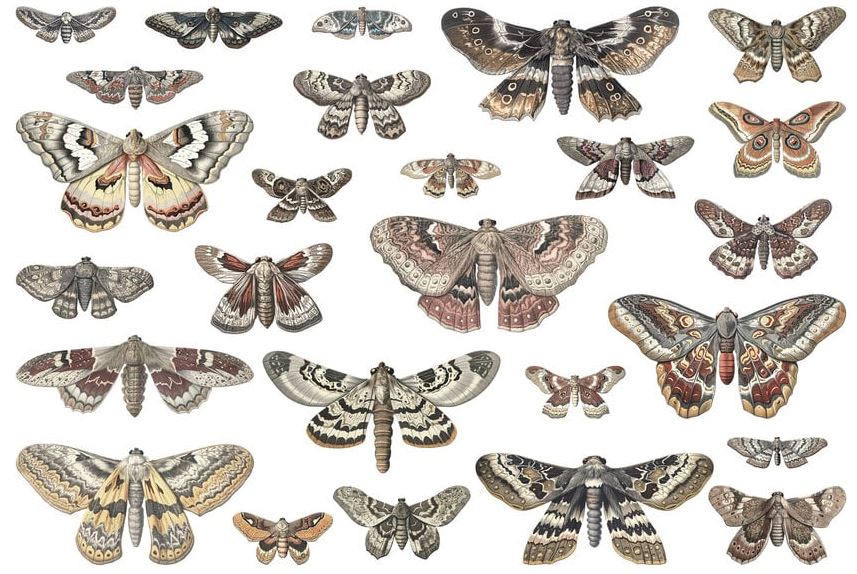 Tim Holtz idea-ology Halloween Transparencies, Moths (TH94403)
