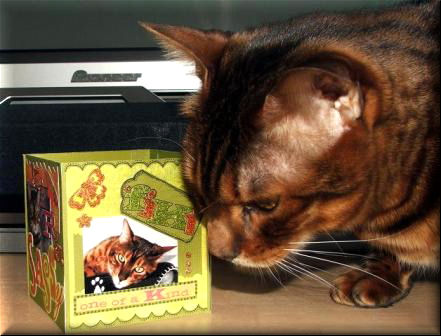 Kitty Approval