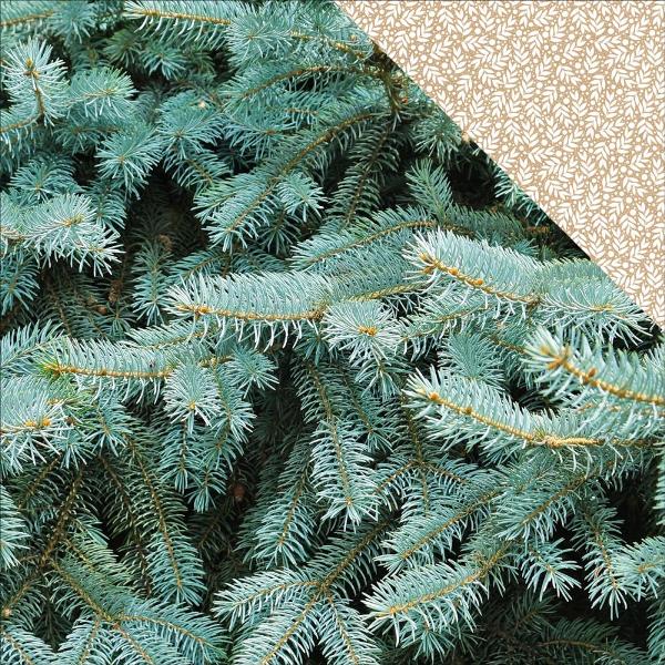 Kaisercraft Mint Wishes - Fresh Pine