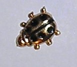 Ladybird Eyelets - Gold